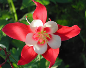 Aquilegia 3268